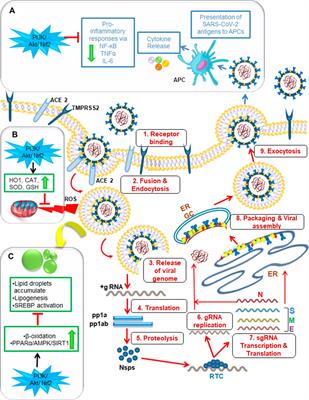 Frontiers Pi K Akt Nrf Mediated Cellular Signaling And Virus Host Interactions Latest